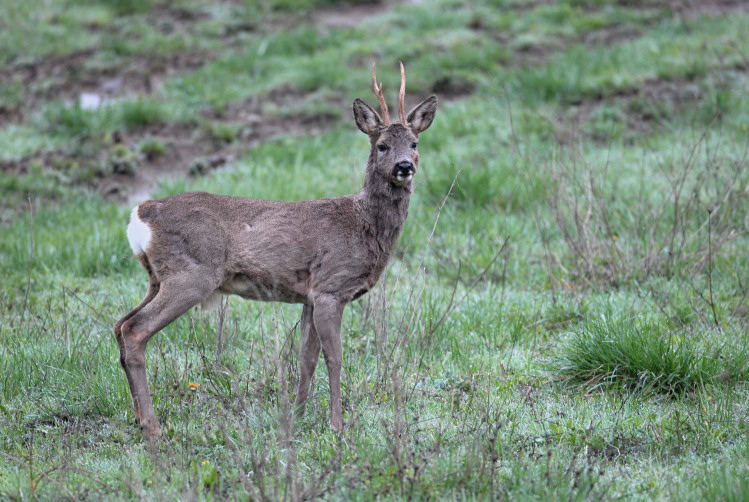 Il Capriolo